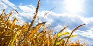 Unión de Uniones reclama «ayudas de Estado» ante pérdidas de 4.000 millones y sobrecostes de 6.000 millones cereales