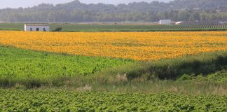 Denuncian las indemnizaciones “irrisorias” al cereal y piden una revisión al alza de los seguros agrarios cereales