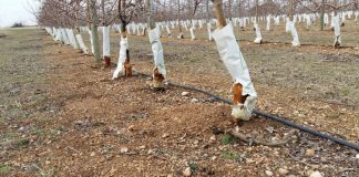 UPA pide soluciones a los daños de la fauna silvestre en los cultivos de La Mancha daños conejos