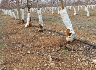 Vídeo. Los conejos se comen las viñas de Tomelloso daños conejos
