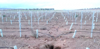 Solicita el respaldo de los ayuntamientos de Castilla-La Mancha afectados por la plaga de conejos daños conejos