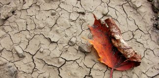 ASAJA Castilla-La Mancha crea el Observatorio de la sequía agrícola y ganadera sequía