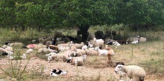 Cierra la última explotación del pueblo más ganadero de la provincia de Guadalajara ovejas