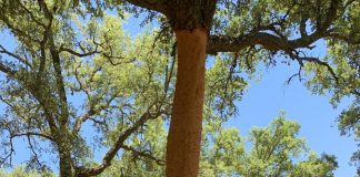 Pide el adelanto de la saca del corcho, por la sequía y las altas temperaturas alcornoque