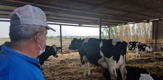 Advierten que Andalucía se quedará sin vacas