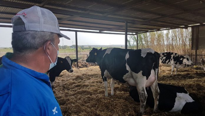 vacuno-de-leche-explotacion-en-Rota-Cadiz
