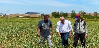 Vídeo. Visita esta finca de ajo ecológico en Villasequilla (Toledo) y descubre los beneficios del control biológico ajo ecológico