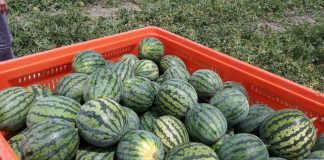 El precio actual de la sandía en invernadero es la mitad del coste de su producción sandías