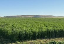 La guerra en el Golfo pone en jaque el negocio más exótico del campo español alfalfa