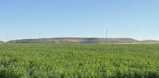 Comienza a cotizar la alfalfa en una importante lonja, a 150 euros/tonelada alfalfa