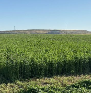 La guerra en el Golfo pone en jaque el negocio más exótico del campo español alfalfa