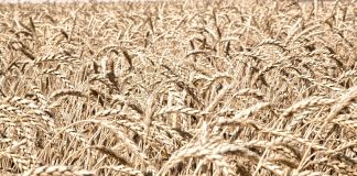 Trabajan en la constitución de una nueva lonja de cereales cereales