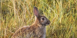 Carreteras del Estado ignora a los agricultores afectados por los daños de los conejos conejo