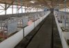 El sector ganadero español reduce sus emisiones de amoniaco granja porcina