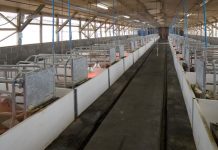 VOX Castilla-La Mancha reclama al Gobierno regional medidas para el sector porcino granja porcina