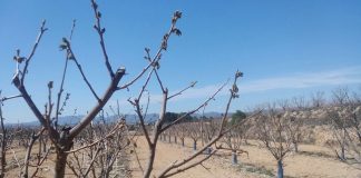 La inestabilidad meteorológica de las últimas semanas causa daños en cultivos de numerosas comunidades autónomas heladas