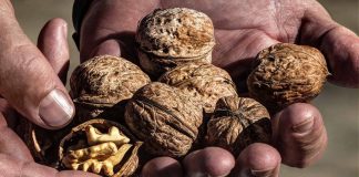 La Denominación de Origen Protegida Nueces de Nerpio se convierte en la figura de calidad número 37 de Castilla-La Mancha nueces de Nerpio