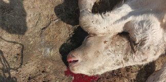 ASAJA Salamanca alarma por los incesantes ataques de buitres en Montejo ataques de buitres