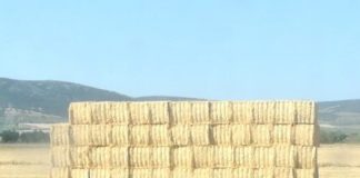 El precio de paja y forrajes sigue imparable paja