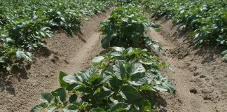 Importante reducción de la producción de patata nueva temprana patatas