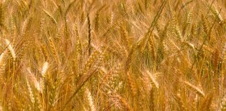 La producción de cereales sube un 62 por ciento en Marruecos pese al déficit de lluvias trigo de Marruecos