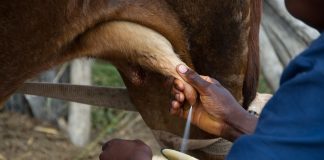 Denuncia que la industria está bajando los precios a la leche, sin permitir cubrir costes de producción leche