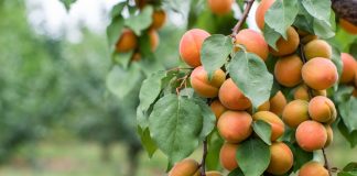 Ya se puede suscribir el seguro de árboles frutales para la campaña 2024 Albaricoques