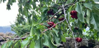 Desastre en el Valle del Jerte, con la pérdida del 80 por ciento de la campaña por las lluvias cereza del Valle del Jerte
