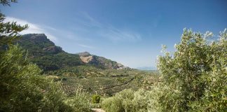 Todo depende de las lluvias, apuntan desde la D.O.P. Aceite Sierra de Cazorla olivares