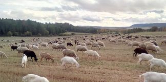 ¿Cuál es la situación y evolución de las enfermedades ganaderas en España? ovejas pastando