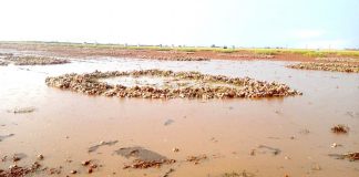Pérdidas de hasta el 90 por ciento en plantaciones de ajo por las intensas lluvias de los últimos días plantaciones de ajo anegadas