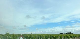 ¿Cómo están afectando las lluvias a los diversos cultivos de Castilla-La Mancha? viña anegada