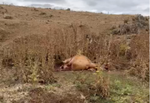 Castilla-La Mancha convoca incrementa las ayudas para paliar los daños por ataques de buitres y lobos al ganado ataques buitres