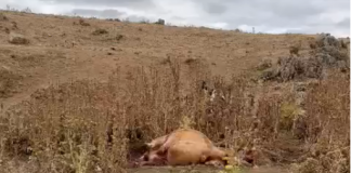 Castilla-La Mancha convoca incrementa las ayudas para paliar los daños por ataques de buitres y lobos al ganado ataques buitres