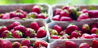 ASAJA pide la dimisión de la vicepresidenta del Gobierno, Teresa Ribera, por el conflicto de la fresa de Huelva fresas