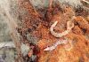 Alerta en Castilla-La Mancha por el aumento del riesgo de gusano cabezudo en almendro gusano cabezudo en almendro