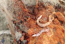 Alerta en Castilla-La Mancha por el aumento del riesgo de gusano cabezudo en almendro gusano cabezudo en almendro