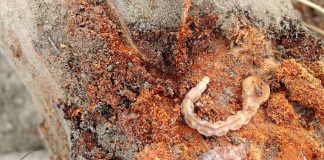 Preocupación entre los agricultores de Castilla-La Mancha por la plaga del gusano cabezudo gusano cabezudo en almendro