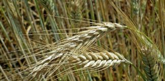 Estima que la producción mundial de cereales crecerá un 1 por ciento en la campaña 2023 maíz