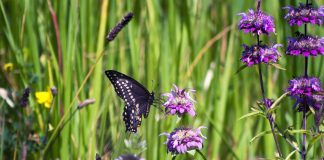 La ley de Restauración de la Naturaleza pretende la mejora de la biodiversidad de las tierras agrícolas, por ejemplo, en beneficio de las mariposas de los pastizales mariposa