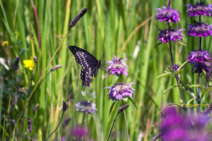 mariposa