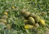 El sector del melón y sandía de Castilla-La Mancha busca soluciones tras una campaña “desastrosa” melones