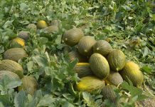 El sector del melón y sandía de Castilla-La Mancha busca soluciones tras una campaña “desastrosa” melones