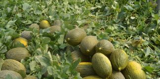 Ya hay primeros precios para melón y sandía de Castilla-La Mancha melones