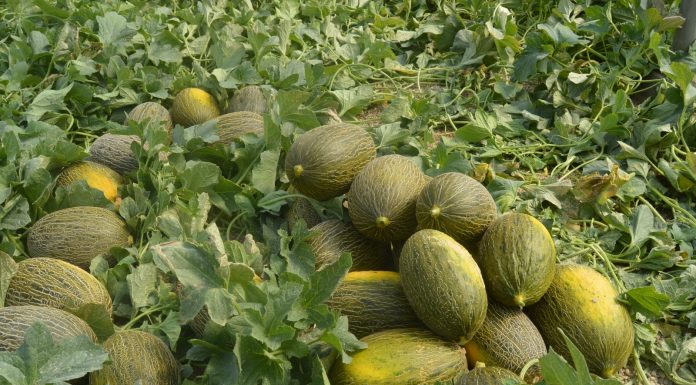 El sector del melón y sandía de Castilla-La Mancha busca soluciones tras una campaña “desastrosa” melones