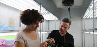 Estudian qué causa la antracnosis del olivo o ‘aceituna jabonosa’ antracnosis del olivo