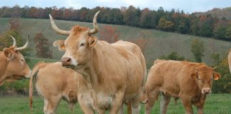 El Gobierno incorpora un listado de razas autóctonas de ganado amenazadas razas autóctonas de ganado