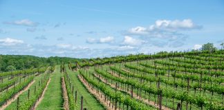 Acuerdo para arrancar el 9 por ciento de las viñas de una histórica zona productora de vino viñas Burdeos