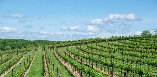 viñas Burdeos
