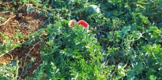 Manadas cada vez más numerosas de jabalíes atacan prácticamente todas las noches los campos de sandías sandías